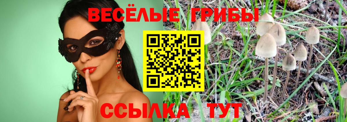 Псилоцибиновые грибы Psilocybe  Вход с VPN  Кашира 